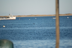 CapeCod-26-of-63